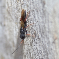 Megalyra sp. (genus) at Higgins Woodland - 26 Nov 2023 08:40 AM