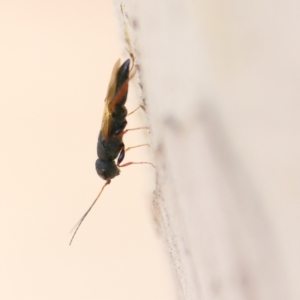 Megalyra sp. (genus) at Higgins Woodland - 26 Nov 2023 08:40 AM