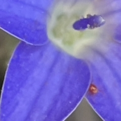 Hemiptera (order) (Unidentified True Bug) at Red Hill NR (RED) - 26 Nov 2023 by JamonSmallgoods
