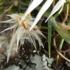 Rytidosperma sp. at Boro - 23 Nov 2023