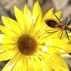 Gminatus australis (Orange assassin bug) at Red Hill NR (RED) - 26 Nov 2023 by JamonSmallgoods