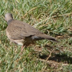 Spilopelia chinensis (Spotted Dove) at Jerrabomberra, ACT - 26 Nov 2023 by Paul4K