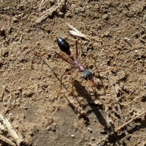 Myrmecia nigriceps at Central Molonglo - 26 Nov 2023 07:16 AM