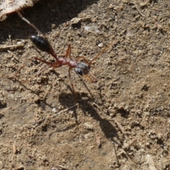 Myrmecia nigriceps at Central Molonglo - 26 Nov 2023 07:16 AM