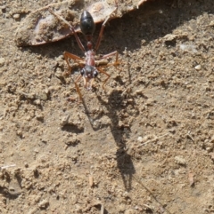 Myrmecia nigriceps at Central Molonglo - 26 Nov 2023 07:16 AM