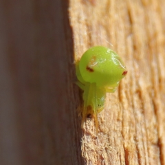 Araneus circulissparsus (species group) (Speckled Orb-weaver) at Higgins Woodland - 25 Nov 2023 by Trevor