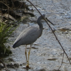 Egretta novaehollandiae (White-faced Heron) at Oaks Estate, ACT - 25 Nov 2023 by Paul4K