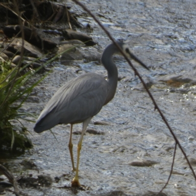 Egretta novaehollandiae (White-faced Heron) at Oaks Estate, ACT - 25 Nov 2023 by Paul4K