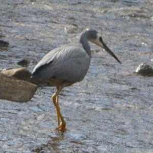 Egretta novaehollandiae at QPRC LGA - 26 Nov 2023