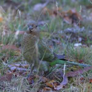 Psephotus haematonotus at Higgins Woodland - 26 Nov 2023