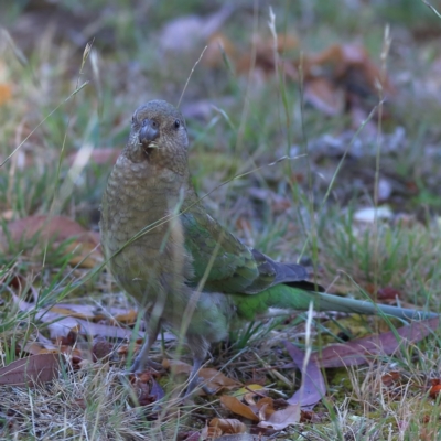 Psephotus haematonotus (Red-rumped Parrot) at Higgins Woodland - 26 Nov 2023 by MichaelWenke