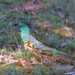 Psephotus haematonotus at Higgins Woodland - 26 Nov 2023