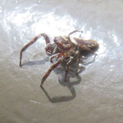 Sandalodes bipenicillatus (Double-brush jumper) at Canberra Central, ACT - 23 Nov 2023 by Christine