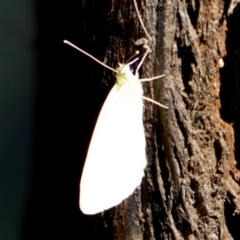 Pieris rapae (Cabbage White) at Oaks Estate, ACT - 25 Nov 2023 by Paul4K