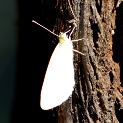 Pieris rapae (Cabbage White) at Central Molonglo - 25 Nov 2023 by Paul4K