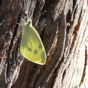 Pieris rapae at Central Molonglo - 26 Nov 2023