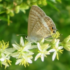 Lampides boeticus (Long-tailed Pea-blue) at Acton, ACT - 23 Nov 2023 by Christine