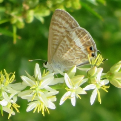 Lampides boeticus (Long-tailed Pea-blue) at ANBG - 23 Nov 2023 by Christine