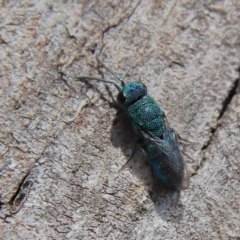 Chrysididae (family) (Cuckoo wasp or Emerald wasp) at Higgins Woodland - 26 Nov 2023 by MichaelWenke