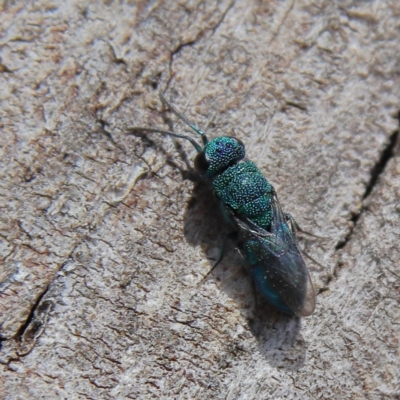 Chrysididae (family) (Cuckoo wasp or Emerald wasp) at Higgins, ACT - 25 Nov 2023 by Trevor