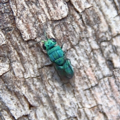 Chrysididae (family) at Higgins Woodland - 26 Nov 2023 09:09 AM