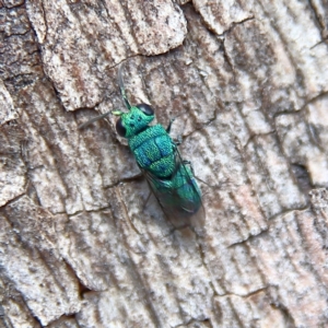 Chrysididae (family) at Higgins Woodland - 26 Nov 2023 09:09 AM