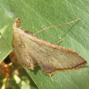 Endotricha ignealis at Namadgi National Park - 20 Nov 2023 02:07 PM