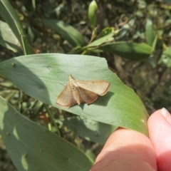 Endotricha ignealis at Namadgi National Park - 20 Nov 2023 02:07 PM