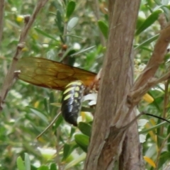 Catocheilus sp. (genus) (Smooth flower wasp) at Sth Tablelands Ecosystem Park - 23 Nov 2023 by Christine