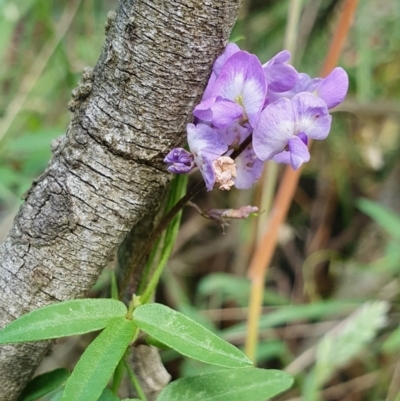 Glycine clandestina (Twining Glycine) at Rugosa - 26 Nov 2023 by SenexRugosus