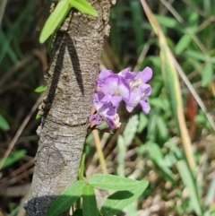 Glycine clandestina at Rugosa - 26 Nov 2023