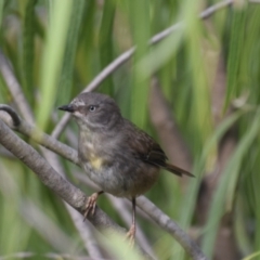 Sericornis frontalis (White-browed Scrubwren) at Greenleigh, NSW - 25 Nov 2023 by LyndalT