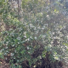 Prostanthera lasianthos (Victorian Christmas Bush) at Kindervale, NSW - 25 Nov 2023 by courtneyb