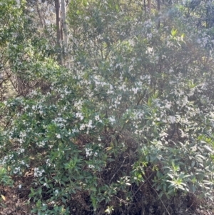 Prostanthera lasianthos at QPRC LGA - 26 Nov 2023