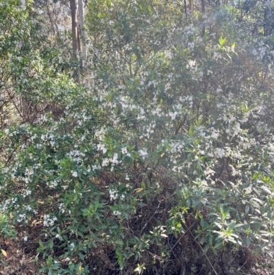 Prostanthera lasianthos (Victorian Christmas Bush) at Tallaganda State Forest - 25 Nov 2023 by courtneyb