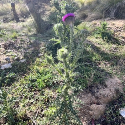 Carduus nutans (Nodding Thistle) at QPRC LGA - 26 Nov 2023 by courtneyb