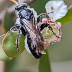 Scoliidae (family) (Unidentified Hairy Flower Wasp) at Denman Prospect 2 Estate Deferred Area (Block 12) - 26 Nov 2023 by Miranda