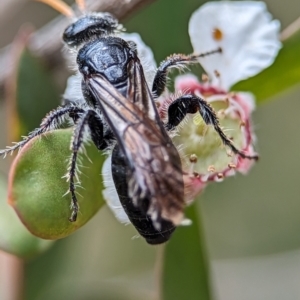 Scoliidae sp. (family) at Denman Prospect 2 Estate Deferred Area (Block 12) - 26 Nov 2023