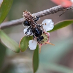 Scoliidae sp. (family) at Denman Prospect 2 Estate Deferred Area (Block 12) - 26 Nov 2023