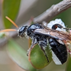 Scoliidae sp. (family) at Denman Prospect 2 Estate Deferred Area (Block 12) - 26 Nov 2023