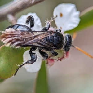 Scoliidae sp. (family) at Denman Prospect 2 Estate Deferred Area (Block 12) - 26 Nov 2023