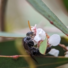 Scoliidae sp. (family) at Denman Prospect 2 Estate Deferred Area (Block 12) - 26 Nov 2023