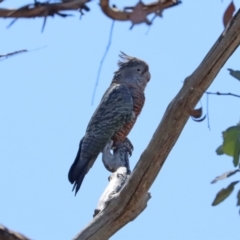 Callocephalon fimbriatum (Gang-gang Cockatoo) at Aranda, ACT - 26 Nov 2023 by LydiaB