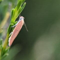 Eochrois dejunctella (A Concealer moth (Wingia Group)) at Denman Prospect 2 Estate Deferred Area (Block 12) - 26 Nov 2023 by Miranda