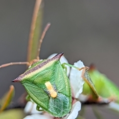 Cuspicona stenuella (Shield bug) at Block 402 - 26 Nov 2023 by Miranda