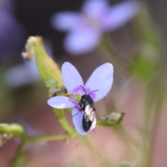 Hylaeus (Planihylaeus) quadriceps (Hylaeine colletid bee) at QPRC LGA - 25 Nov 2023 by LyndalT