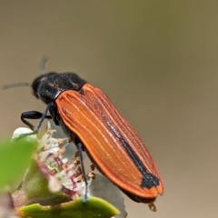 Castiarina erythroptera (Lycid Mimic Jewel Beetle) at Block 402 - 26 Nov 2023 by Miranda