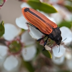 Castiarina erythroptera at Block 402 - 26 Nov 2023