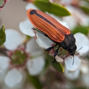 Castiarina erythroptera at Block 402 - 26 Nov 2023