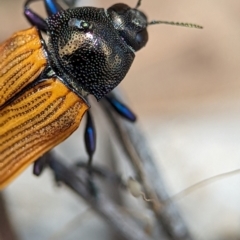 Castiarina subpura (A jewel beetle) at Stromlo, ACT - 26 Nov 2023 by Miranda